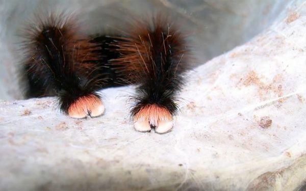 spider paws