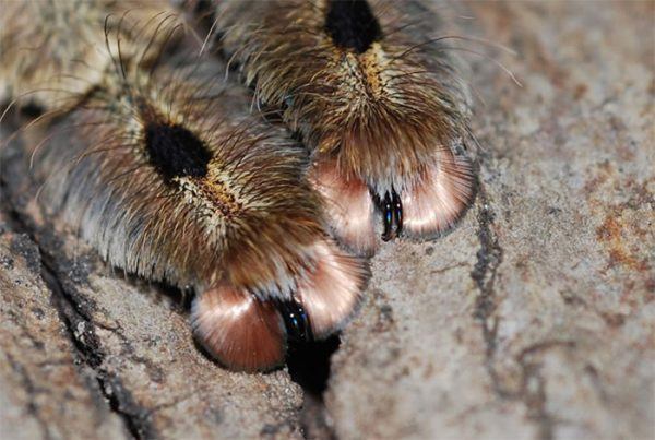 spider paws