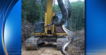 massive snake
