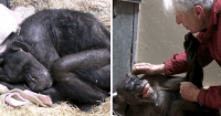 dying chimpanzee caregiver