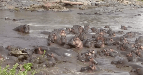 hippos crocodile