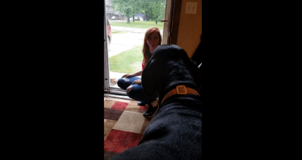 great dane argues with teenager