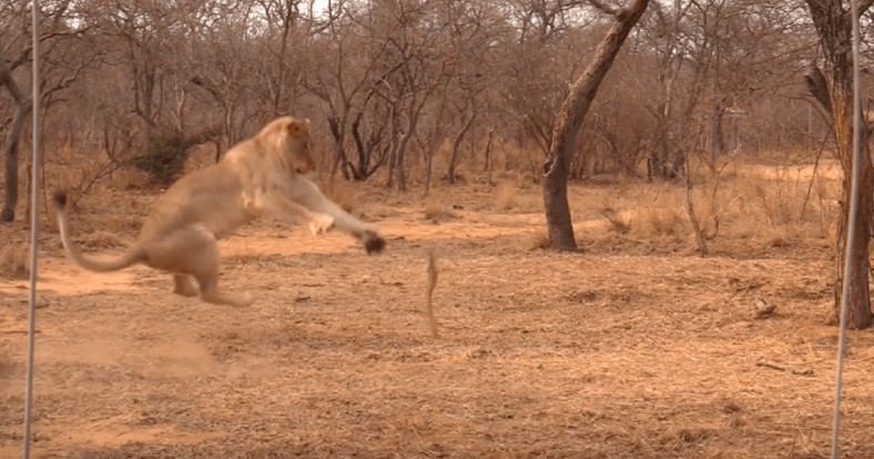 Lion plays fetch