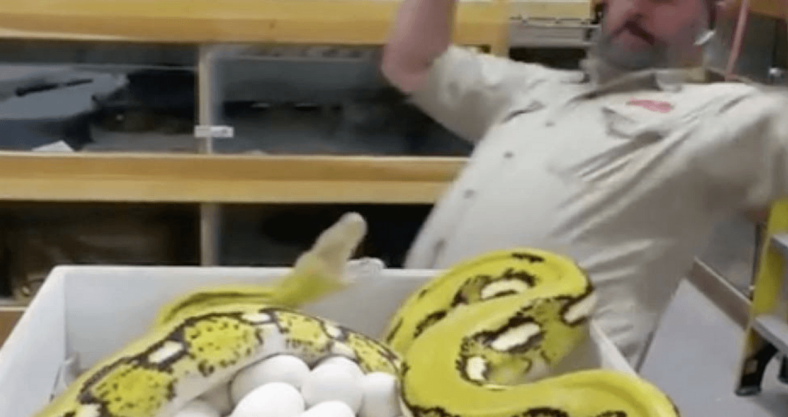 stealing snake eggs