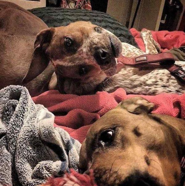 dog optical illusion
