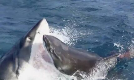 Great White shark fight