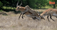 leopard attacks antelope