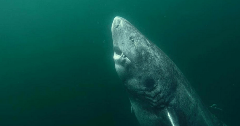 Greenland shark