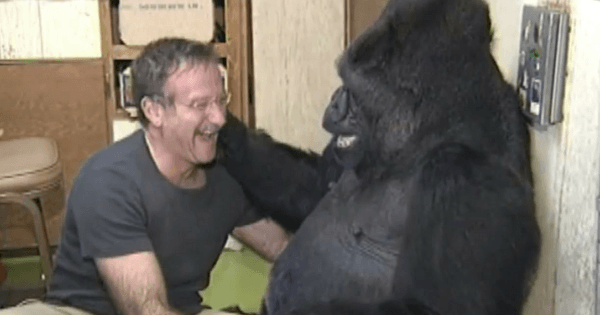 Robin Williams Koko The Gorilla