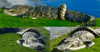 Python Alligator fight
