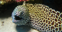 moray eel attacks diver