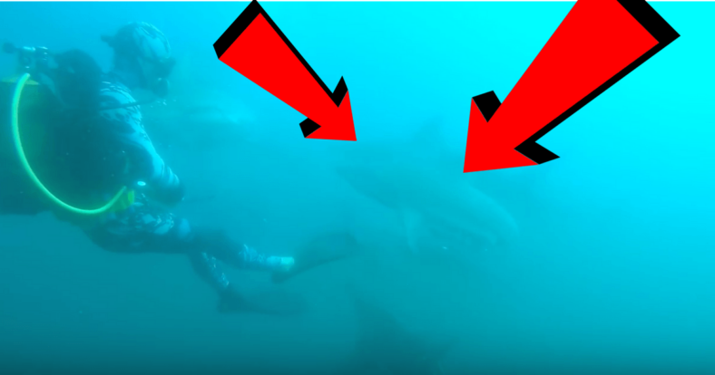 shark attacks scuba diver