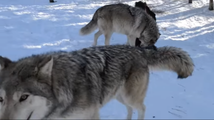 wolf greets caretaker