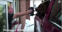 zoo charges bear ice cream