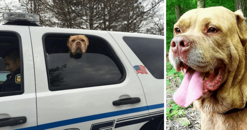 lost dog adopted police