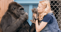 koko gorilla dies