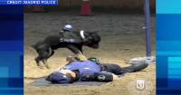 police dog CPR