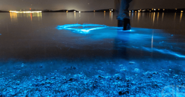 bioluminescent plankton beach