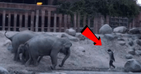 elephant enclosure