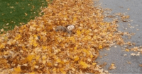 UPS driver boy in leaves