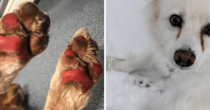 dog paws winter