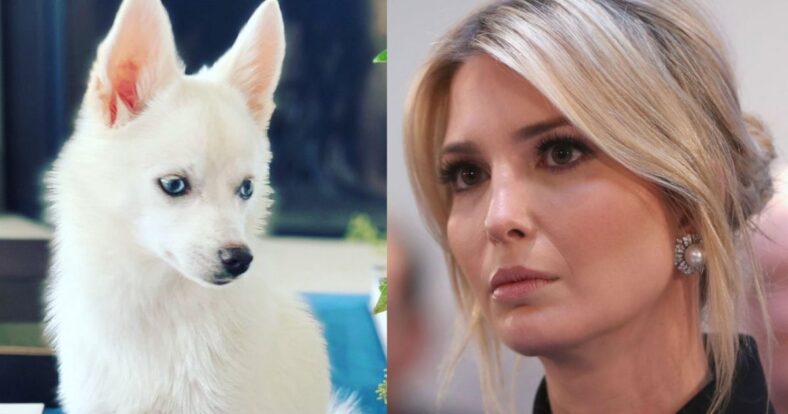 ivanka trump white puppy dog