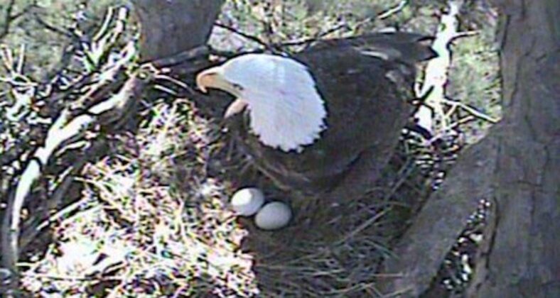 PragerU Will Witt LA Echo Park eagle egg petition abortion