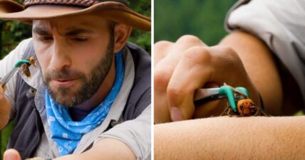 Coyote Peterson murder hornet sting YouTube video