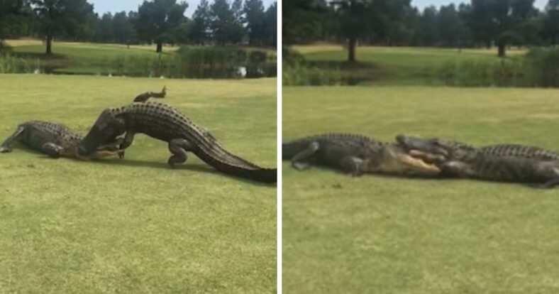 alligators fighting golf course viral video