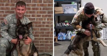 Nick Iafelice Alex Military Dog retire reunion video