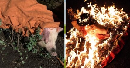 Portland riot pig head burning Andy Ngo Antifa