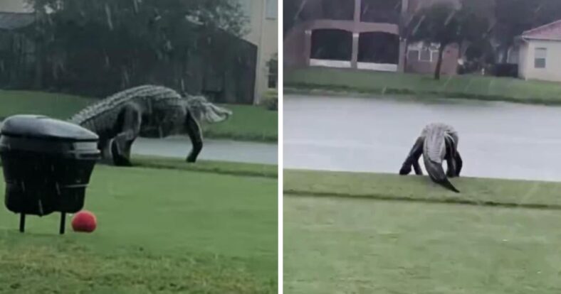 Florida alligator golf course tropical storm Eta Chubbs Al