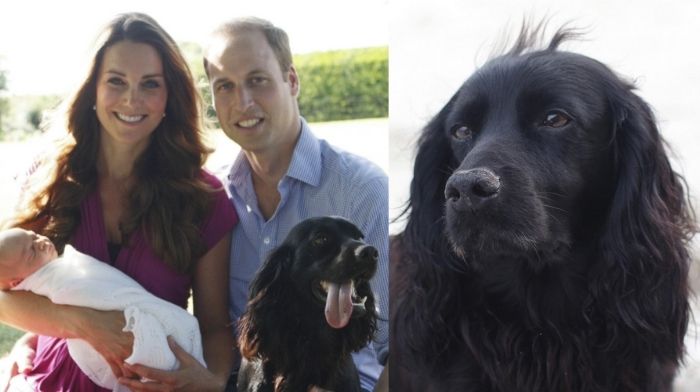 Prince William Kate Middleton dog Lupo