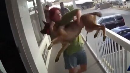 dog thrown off balcony