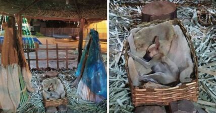 stray puppy dog Christmas nativity scene rescue forever home