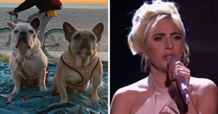 Lady Gaga's dogs