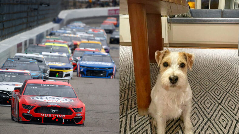 Nascar puppy