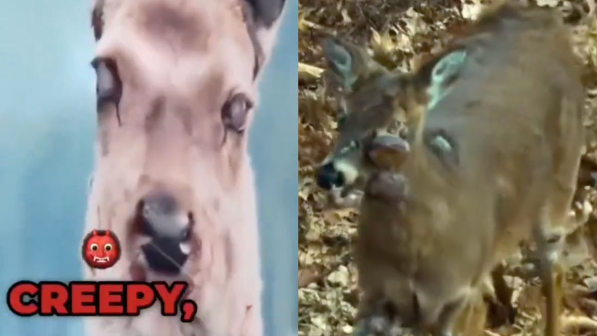 Hunters zombie deer disease