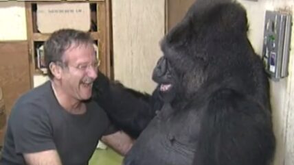 Koko The Gorilla